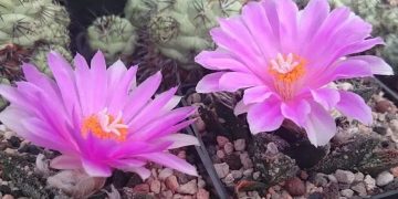5 Fakta Menarik Tanaman Langka yang Mirip Batu, Living Rock Cactus!