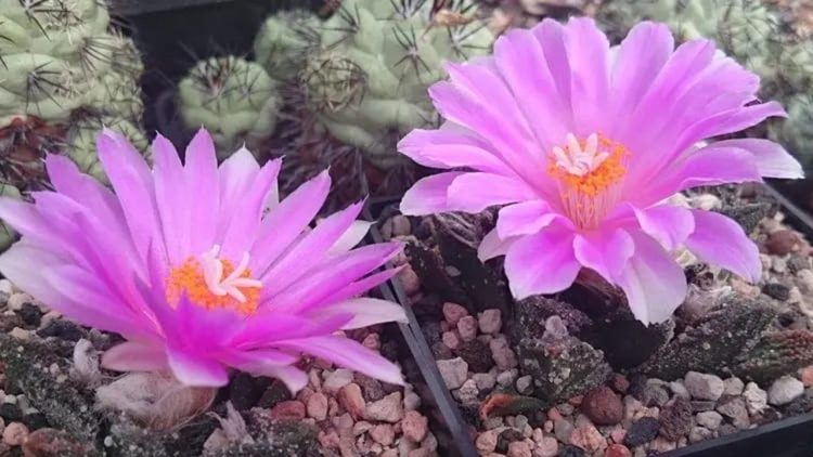 5 Fakta Menarik Tanaman Langka yang Mirip Batu, Living Rock Cactus!