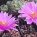 5 Fakta Menarik Tanaman Langka yang Mirip Batu, Living Rock Cactus!