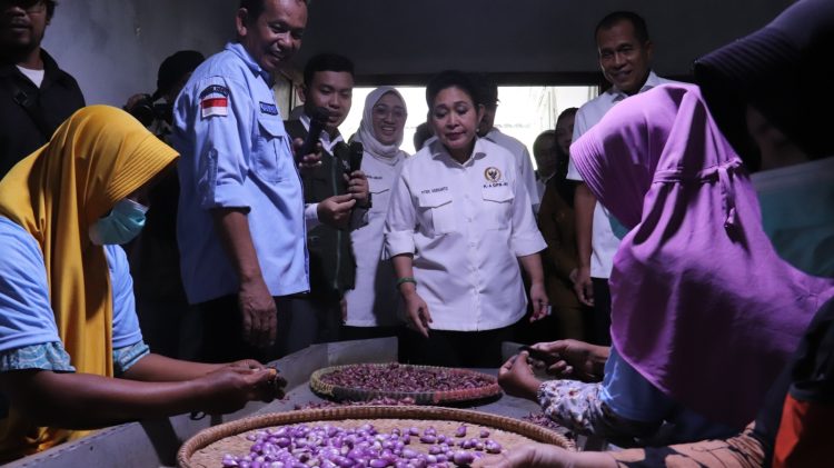 Titiek Soeharto Tinjau Industri Bawang Merah Brebes, Dorong Ekspor dan Penguatan Fasilitas Petani