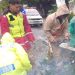 Quick Response Polres Tegal Tangani Pohon Tumbang di Jalan Ir H Juanda