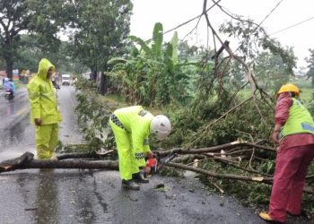 Personel Polsek Lebaksiu Sigap Tangani Ranting Pohon Roboh Akibat Hujan Deras