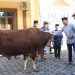 Polres Tegal Salurkan Hewan Kurban kepada Masyarakat dan Pondok Pesantren